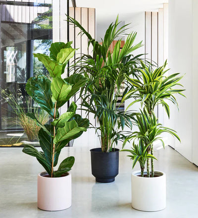 The Bold Indoor Plant Trend Taking Over Interiors in 2025