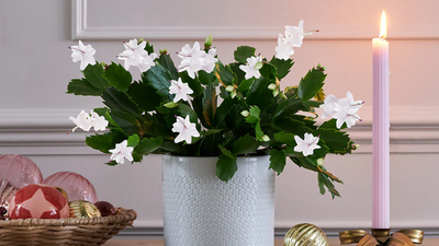 Top Tips for Happy Houseplants This Winter