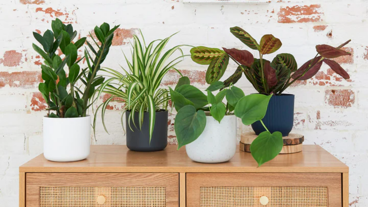 Which houseplants like shade?