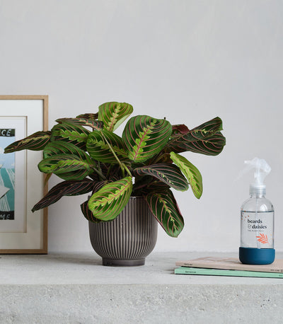 How to Power Up Your Prayer Plant