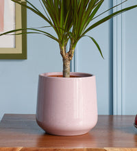 Rosa Gloss Pot 14cm Image