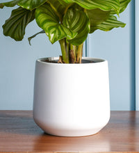 White Matte Pot 14cm Image