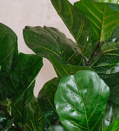 Artificial Fiddle-leaf Fig Tree