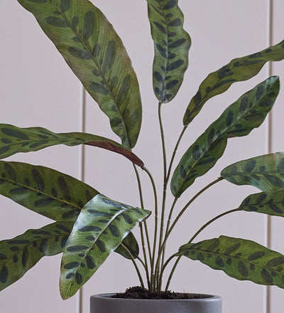 Artificial Calathea Lancifolia