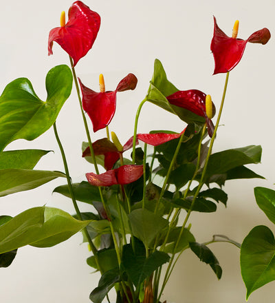 3 Months of Anthuriums Bundle