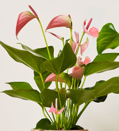 3 Months of Anthuriums Bundle