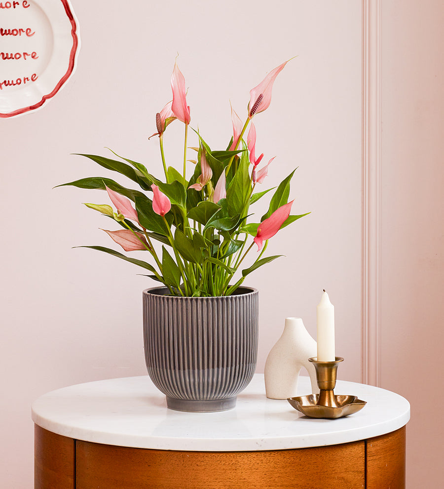 Anthurium Lilli & Pot