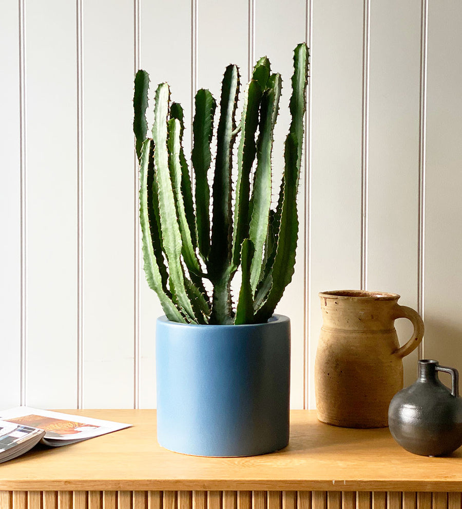 Large Euphorbia Triangularis