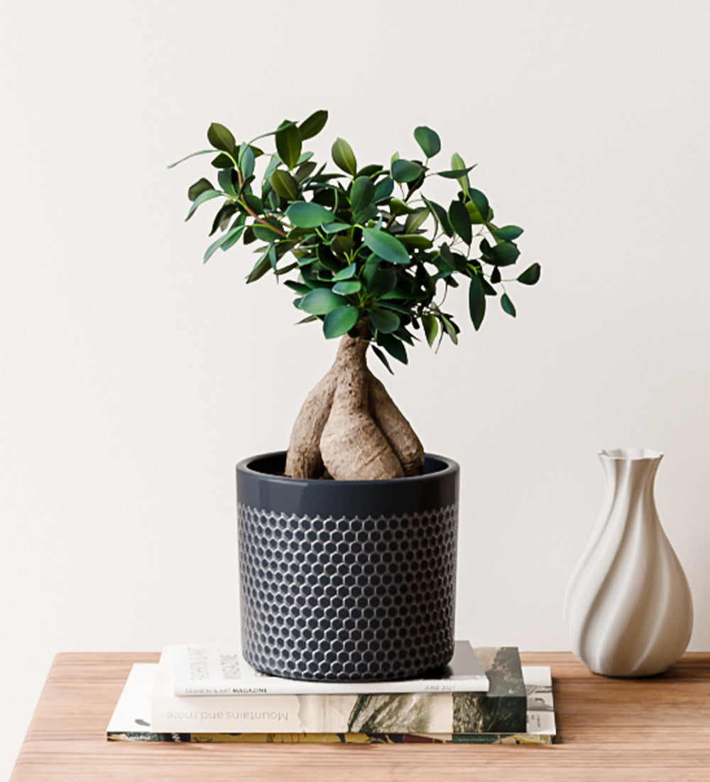 Bonsai Ficus Ginseng & Pot