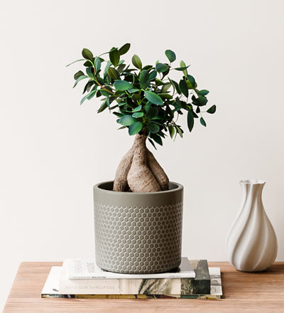 Bonsai Ficus Ginseng & Pot