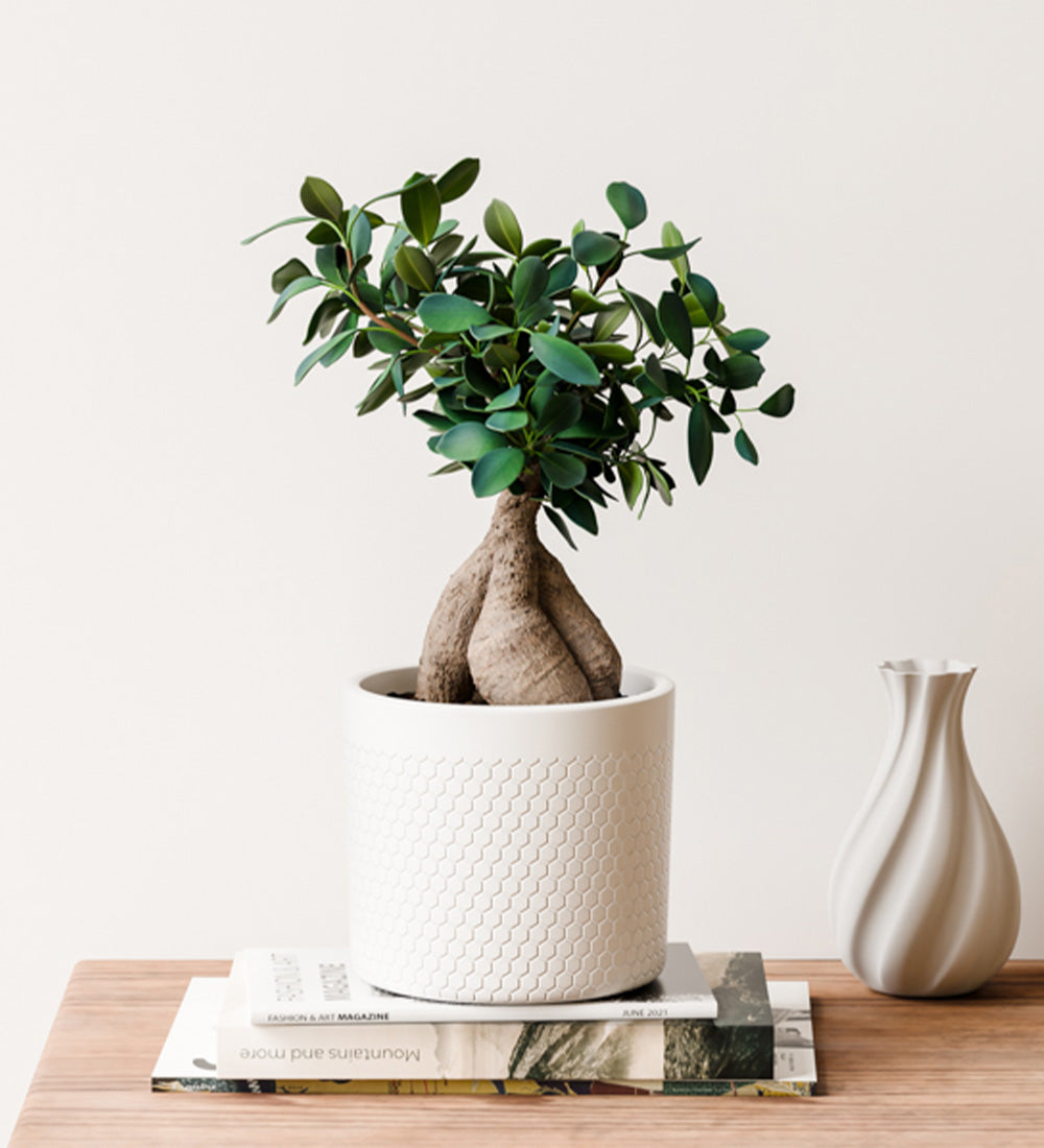 Bonsai Ficus Ginseng & Pot