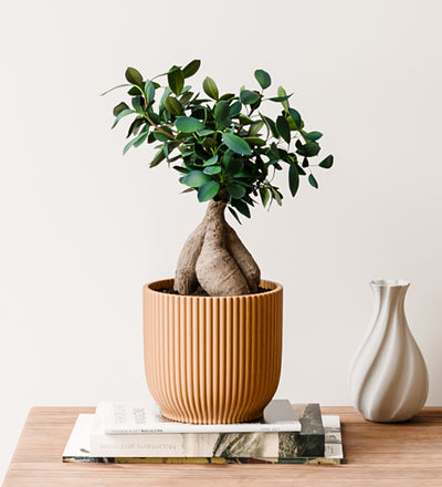 Bonsai Ficus Ginseng & Pot