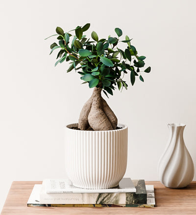 Bonsai Ficus Ginseng & Pot