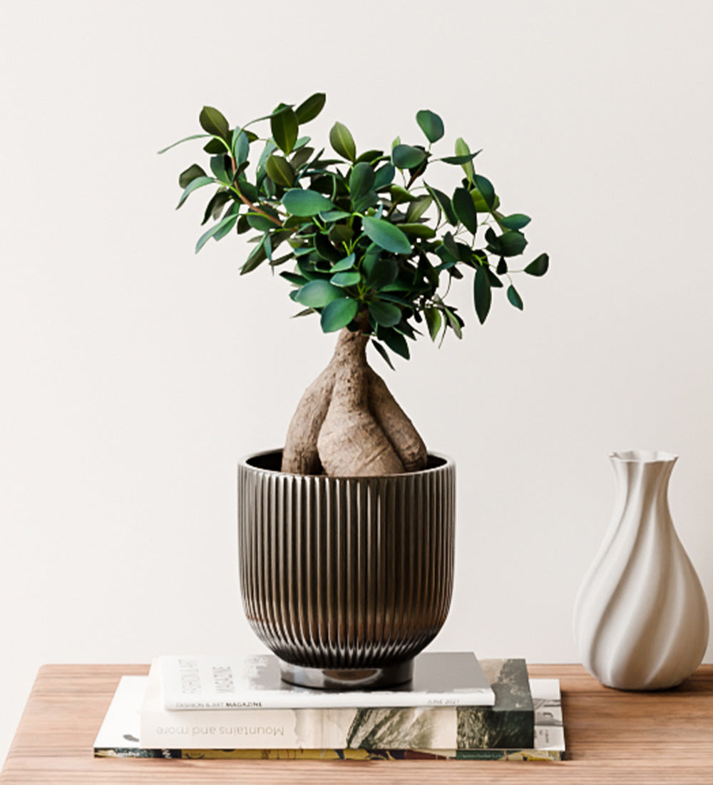 Bonsai Ficus Ginseng & Pot