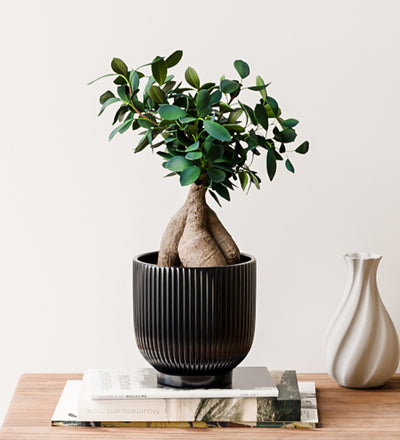 Bonsai Ficus Ginseng & Pot