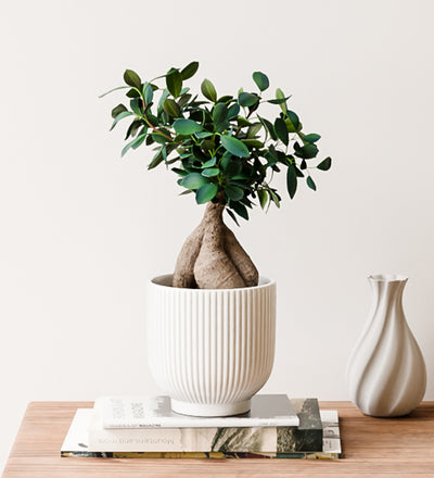 Bonsai Ficus Ginseng & Pot