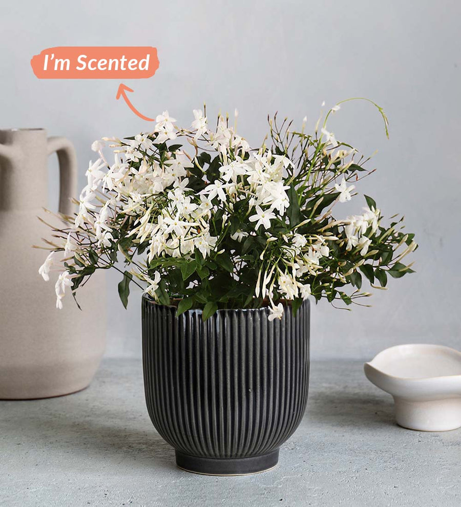 Jasmine & Ceramic Pot