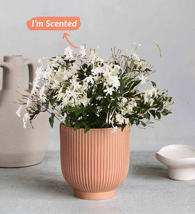 Jasmine & Ceramic Pot