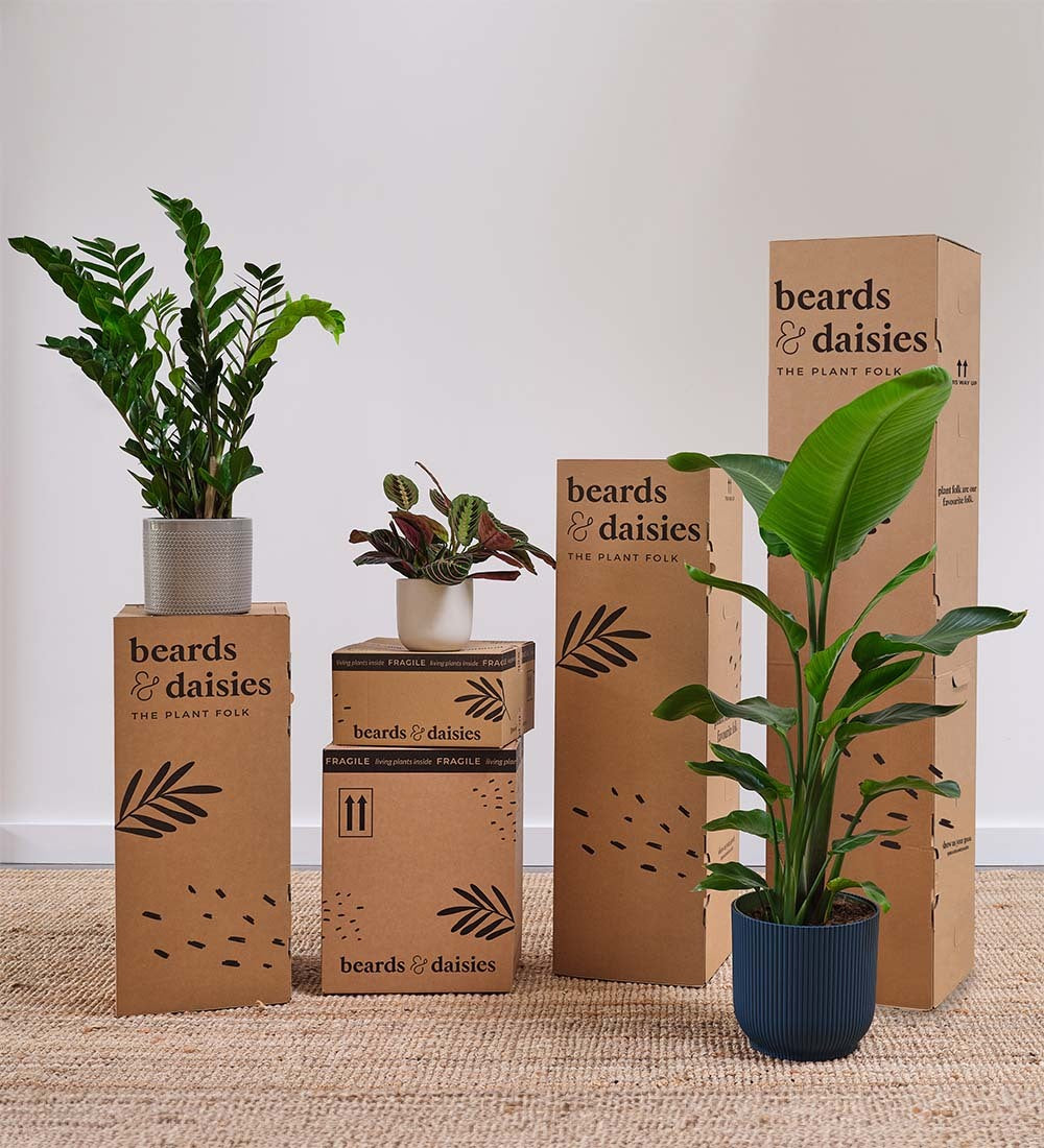 Marble Pothos & Pot