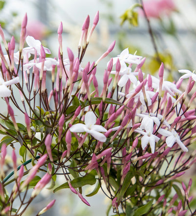 Pink Jasmine & Pot