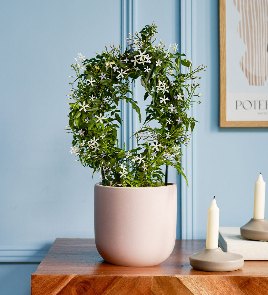 Pink Jasmine & Pot