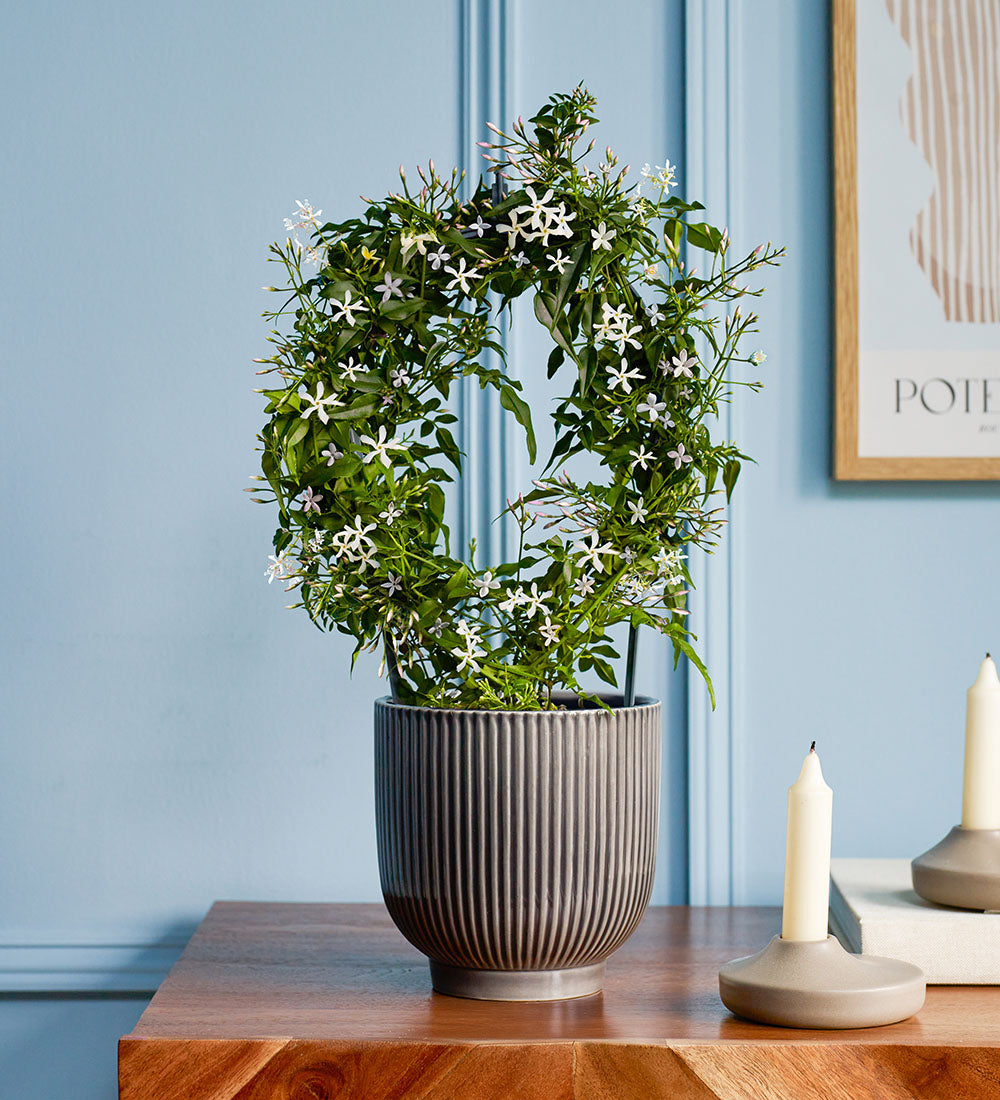 Pink Jasmine & Pot