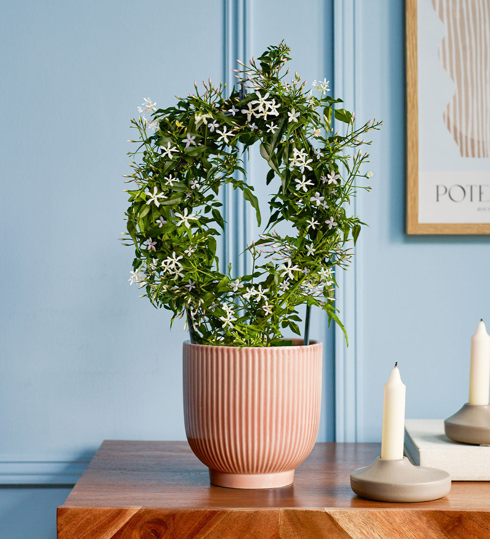 Pink Jasmine & Pot