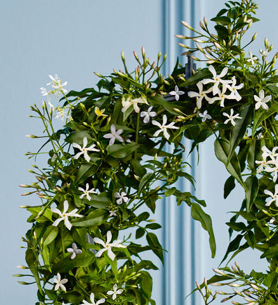 White Jasmine & Pot