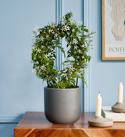 White Jasmine & Pot