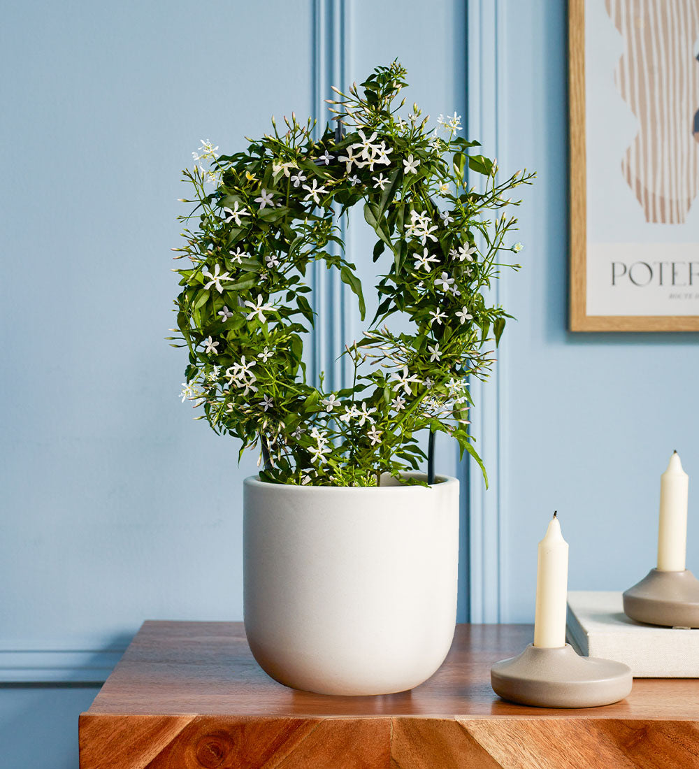 White Jasmine & Pot