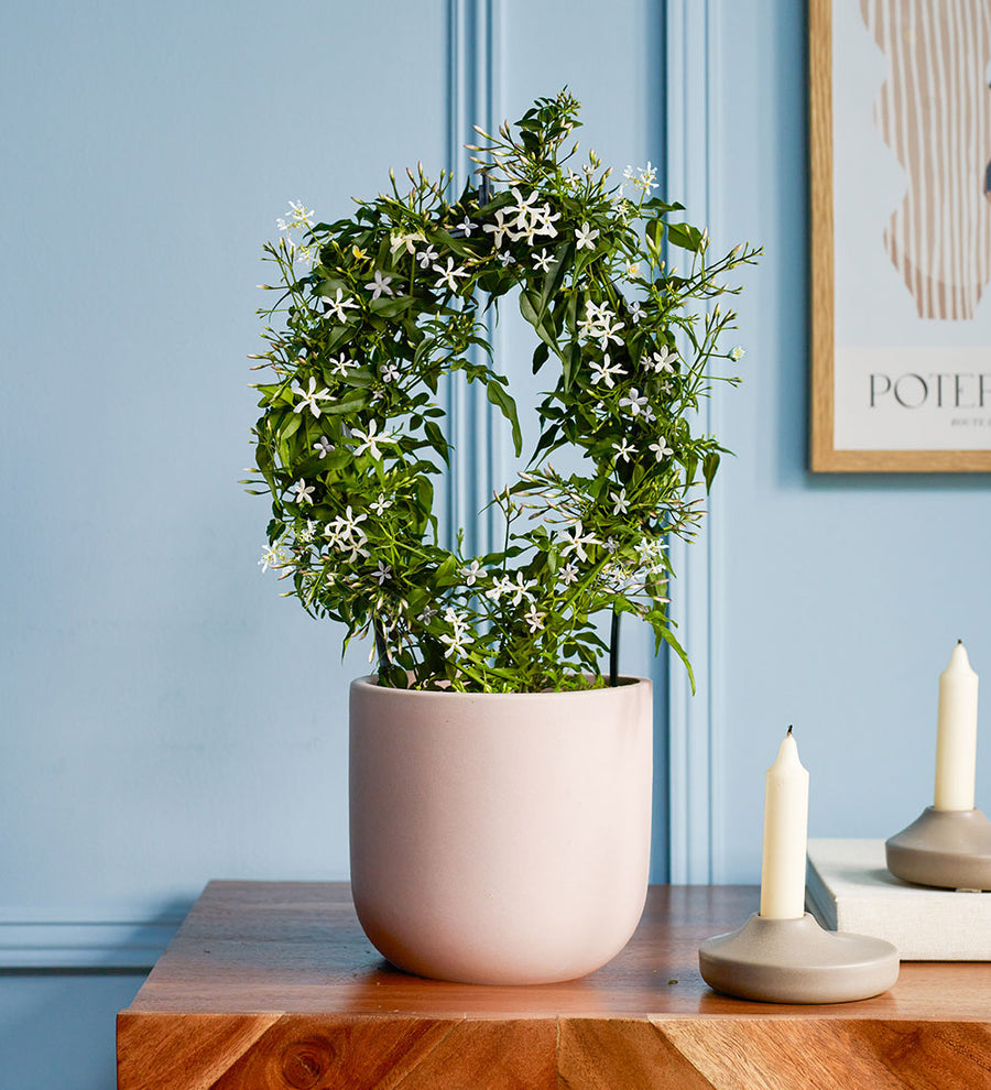 White Jasmine & Pot