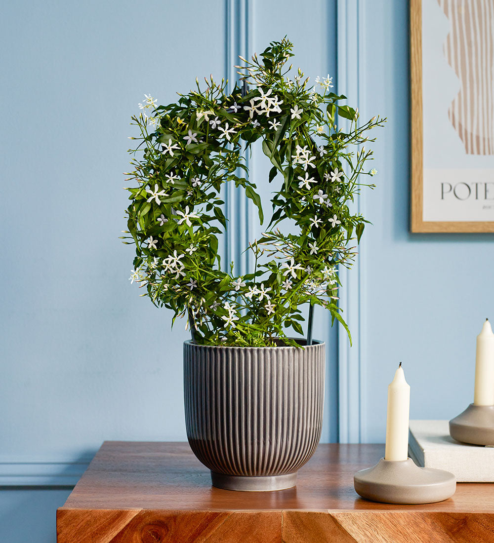 White Jasmine & Pot