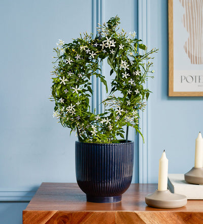 White Jasmine & Pot