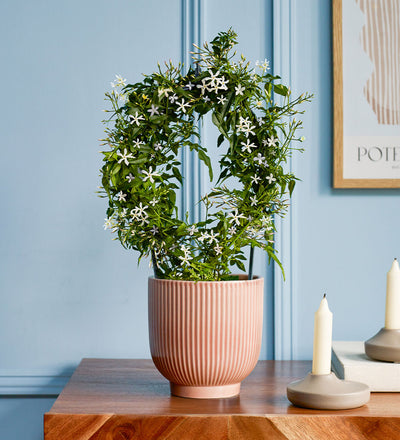 White Jasmine & Pot