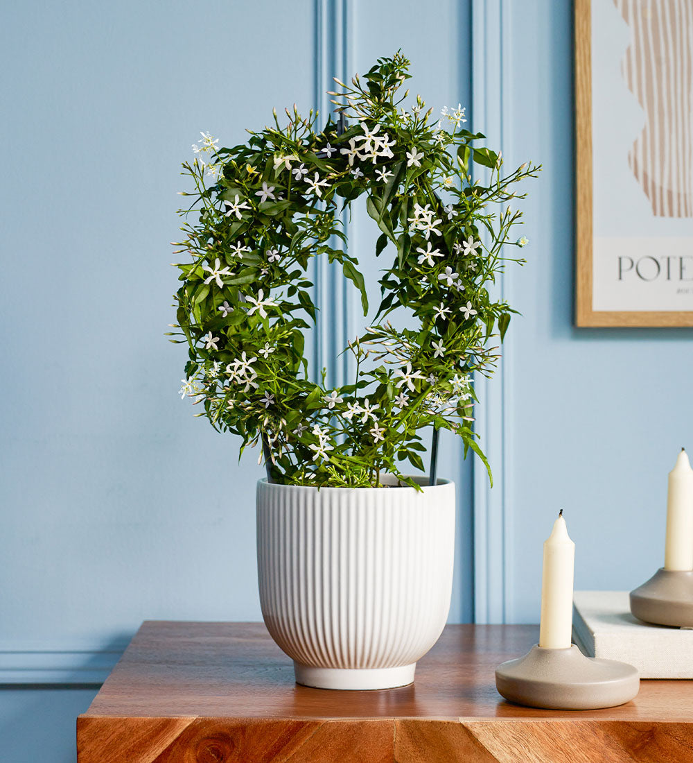 White Jasmine & Pot