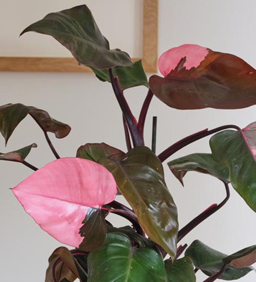 Philodendron Pink Princess (PPP) 4 inch potted plants, store Live House Plant, Pink Plants, Rare House Plants, Climbing Philodendron, US Seller