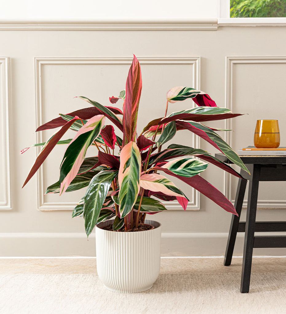 Pet Safe* Stomanthe Triostar | Calathea Triostar | Stromanthe Sanguinea outlets