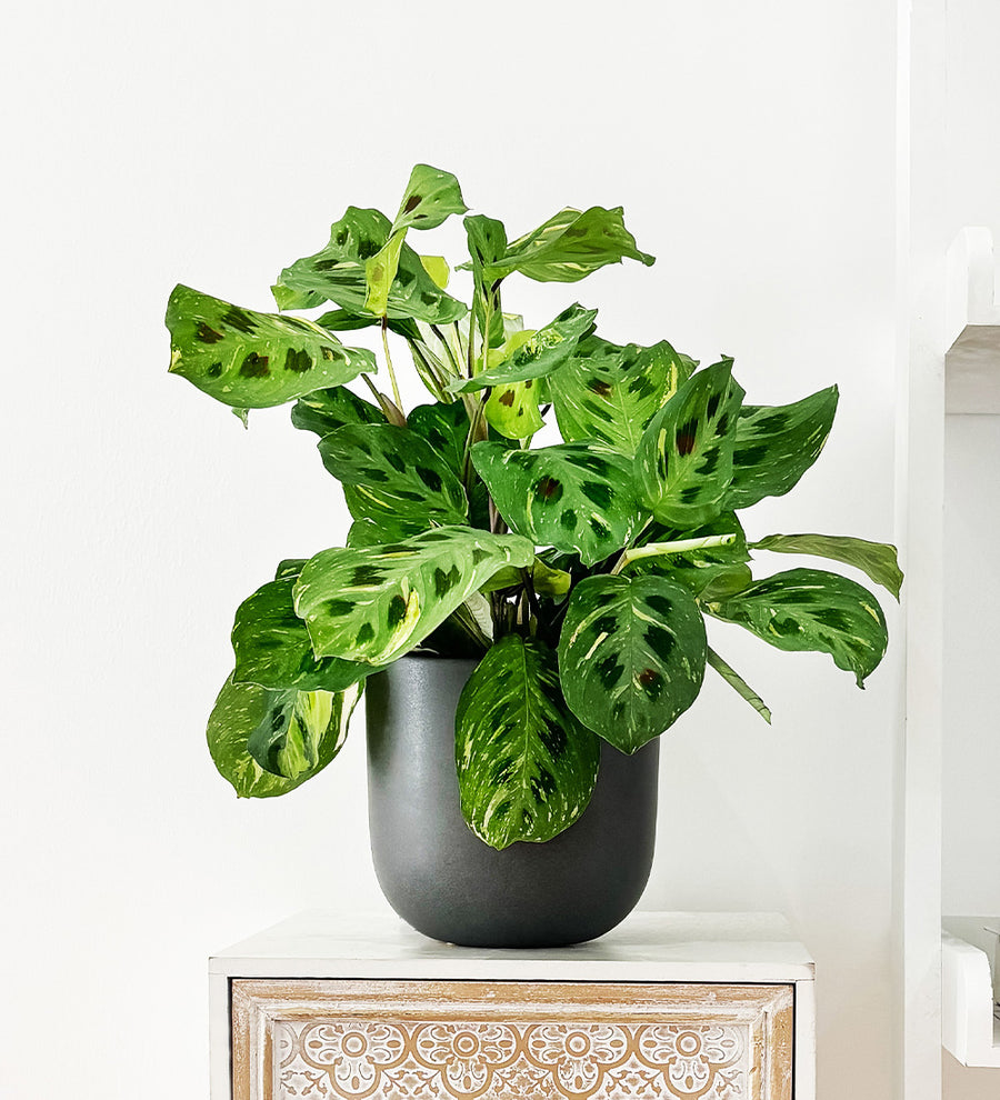 Variegated Prayer Plant