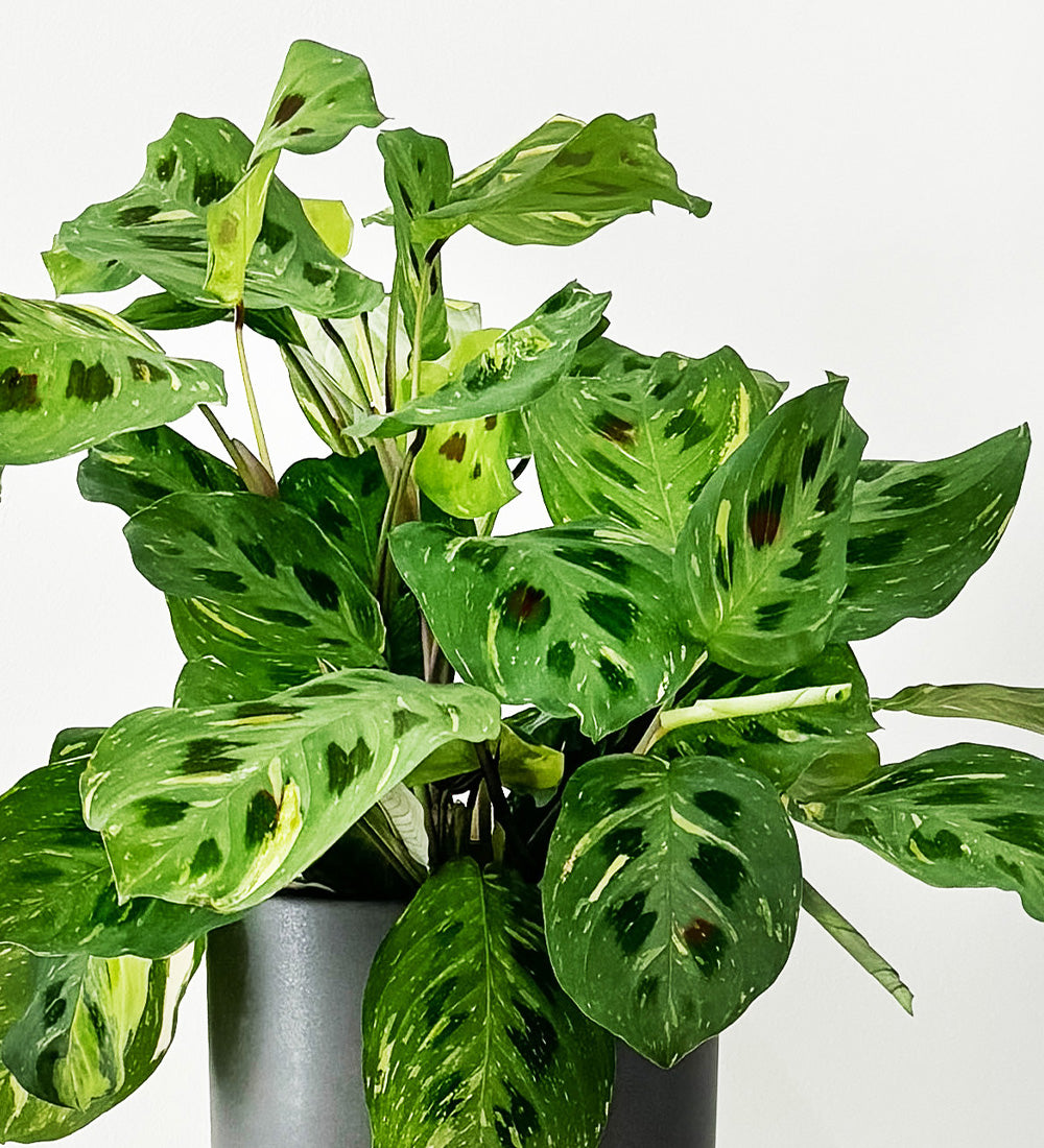 Variegated Prayer Plant