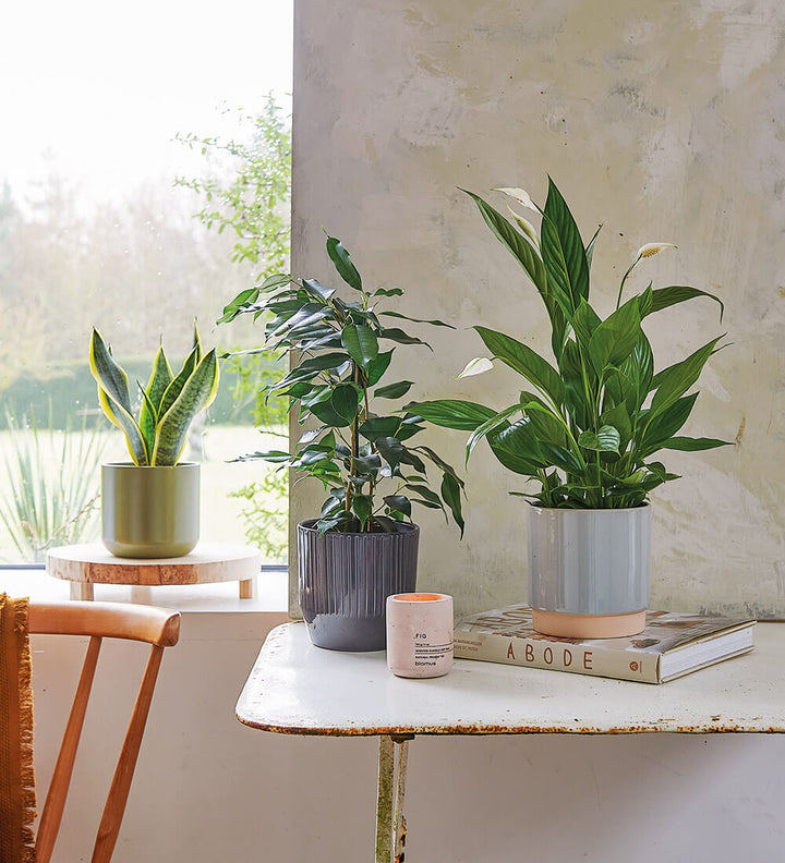 Houseplant Subscription - Indoor Plants Delivered Nationwide