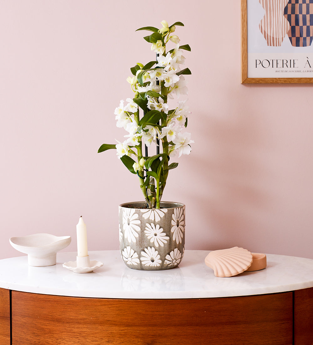 Bamboo Orchid & Pot