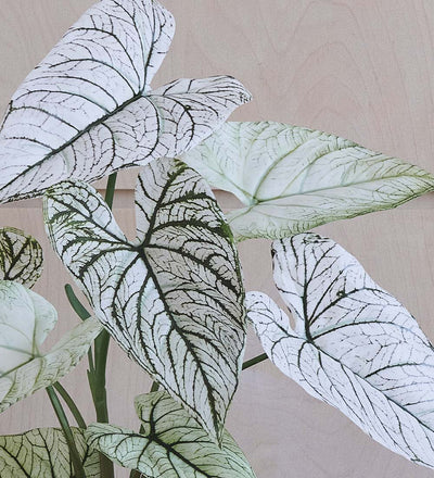 Artificial Caladium