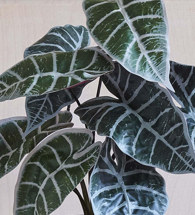 Artificial Alocasia Polly