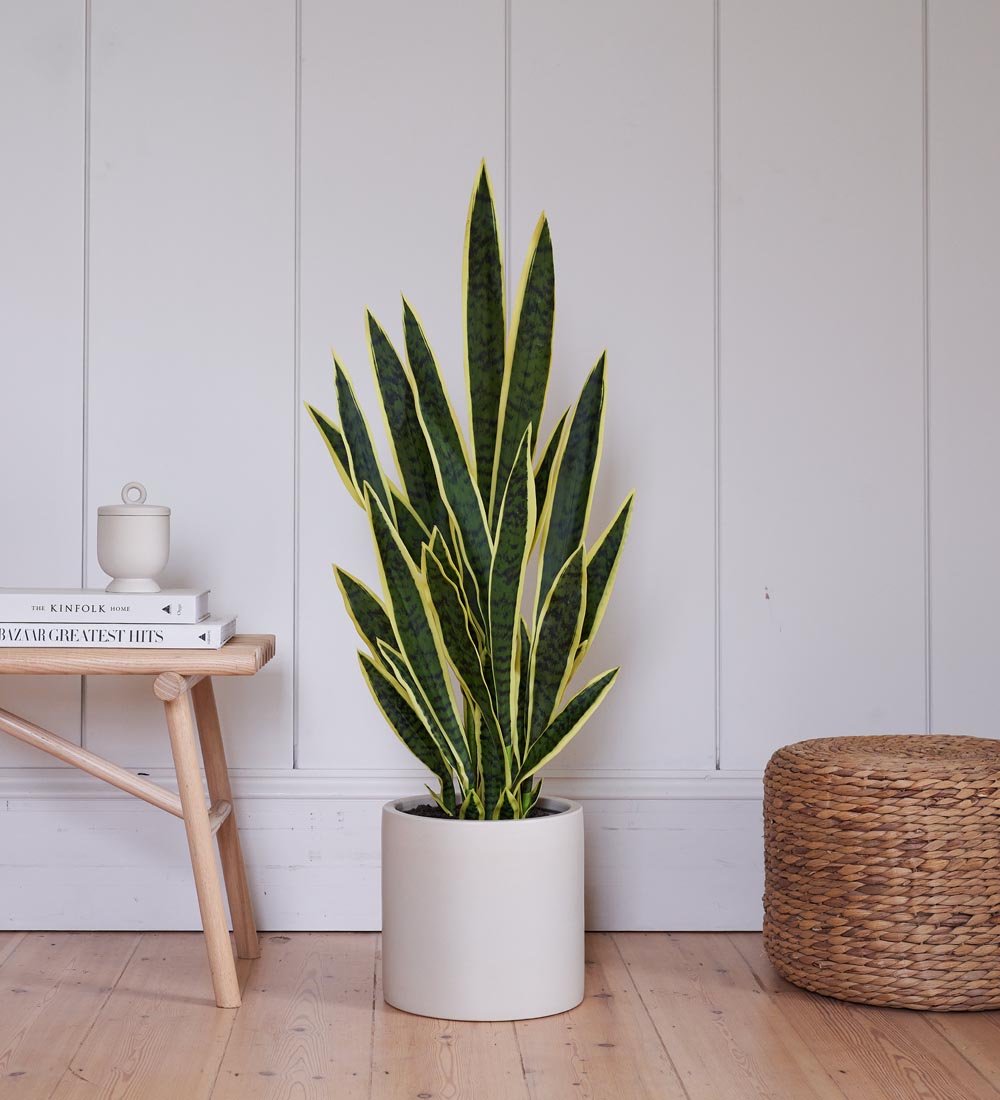 Artificial Snake Plant