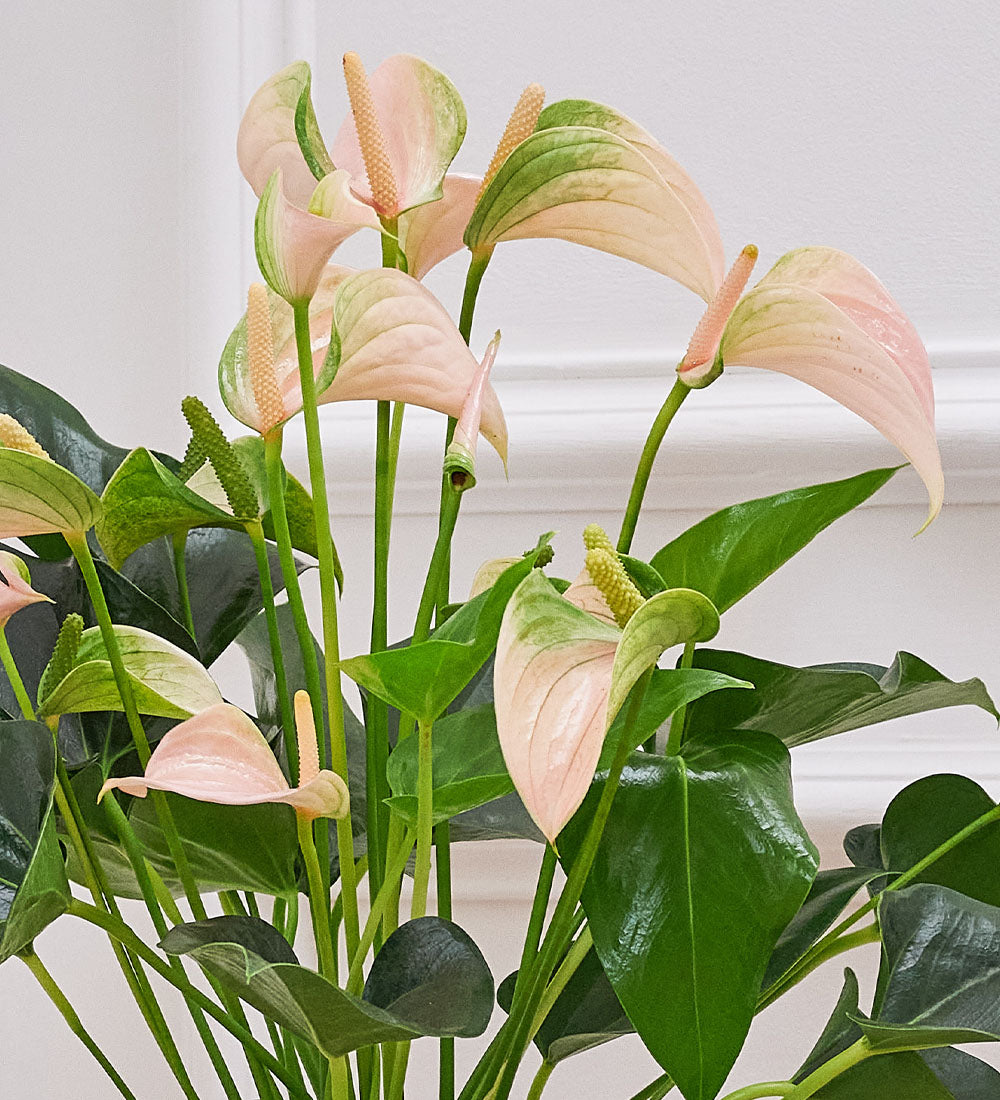 Peach Anthurium & Pot