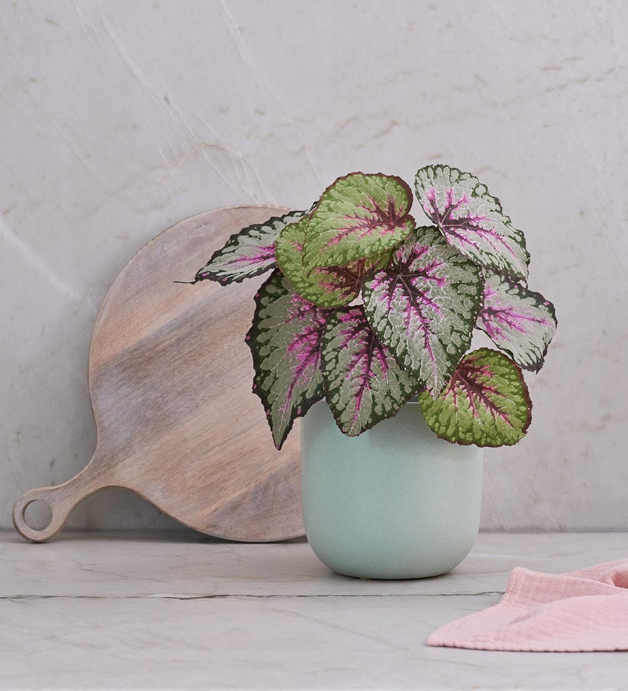 Artificial Begonia