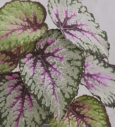 Artificial Begonia