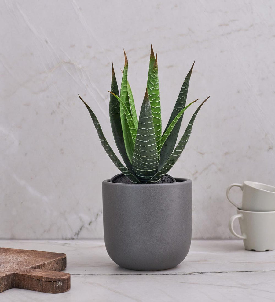 Artificial Aloe Vera