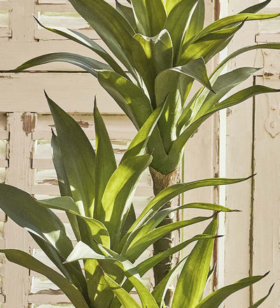 Artificial Agave Plant