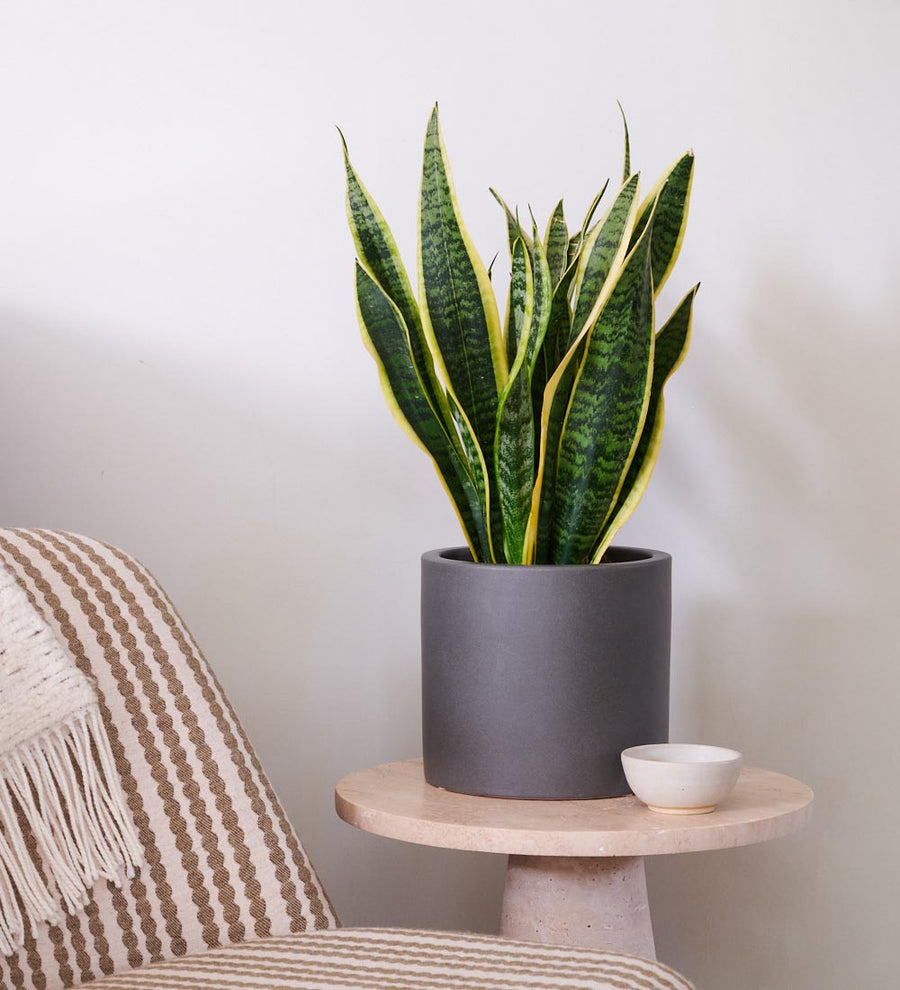 Snake Plant